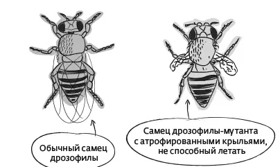 Две дрозофилы Дарвин объяснял наличие на островах бескрылых птиц отбором - фото 10