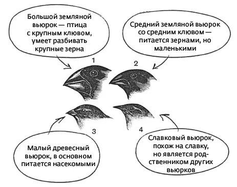 Дарвиновы вьюрки Сегодня считается что этот общий предок был близок к бурой - фото 22