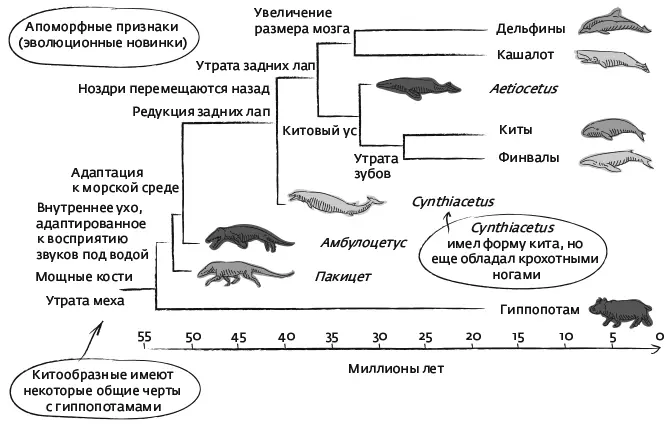 Филогенетическое дерево китообразных В конце концов необходимые для - фото 24