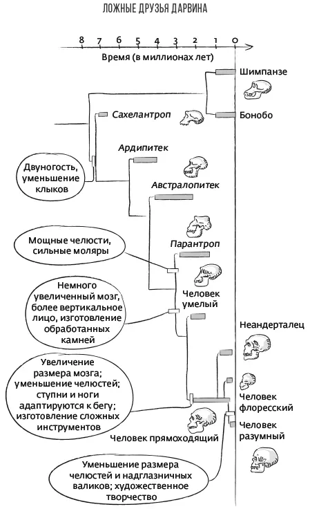 Древо гоминидов Дарвину не было известно ни одной переходной формы от - фото 25