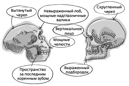 Черепа неандертальца слева и современного человека Homo sapiens справа - фото 28