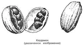 Кардамон Elettaria Cardamomum Травянистое многолетнее растение семейства - фото 75