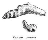Куркума Curcuma Ionga L Синонимы куркума длинная жёлтый корень - фото 78