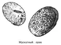 Мускатный орех Мускатный орех получается в результате ещё более длительной и - фото 79