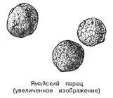 Ямайский перец Pimenta officinalis L Синонимы гвоздичный перец ормуш - фото 82