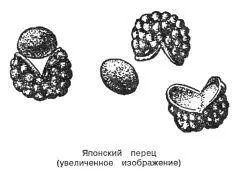 Японский перец Zanthoxylum piperitum DC Синонимы зантоксилюм перечный - фото 83