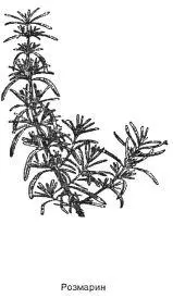 Розмарин Rosmarinus officinalis Синоним морская роса Вечнозелёный - фото 84