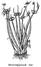 Многоярусный лук Allium proliferum Schrad Возделывается на Северном - фото 85