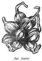 Лук шалот Allium ascolonicum L Синонимы сороказубка шарлот Родина - фото 86