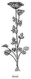 Анис Pimpinella anisum L Anisum vulgare Gaertn Синоним ганус - фото 90