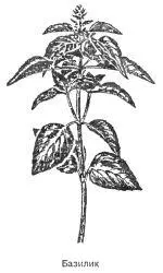 Базилик Ocimum basilicum L Синонимы душки душистые васильки красные - фото 91