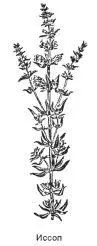 Иссоп Hyssopus officinalis L Синонимы гисоп сусопюзефка синий зверобой - фото 94
