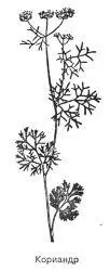 Кориандр Coriandrum sativum L Синонимы кишнец коляндра колендра кинза - фото 96