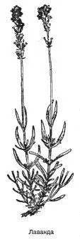 Лаванда Lavandula vera DC Lavandula angustifolia Mill Синонимы леванда - фото 97