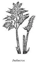 Любисток Levisticum officinale Koch Синонимы любистик любистник - фото 98