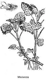 Мелисса Melissa officinalis L Синонимы лимонная мята медовка маточник - фото 100