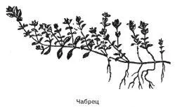 Чабрец Thymus serpyllum L Синонимы тимьян ползучий богородская трава - фото 106