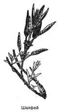 Шалфей Salvia officinalis L Синонимы шавлий шальвия Многолетний - фото 107