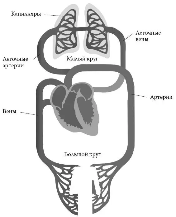 Рисунок 2 Большой и малый круги кровообращения По большому кругу - фото 4