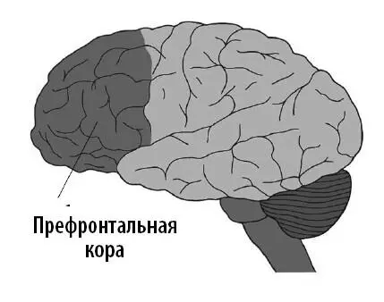 Возможно ПТСР настолько навязчиво потому что миндалина пациента излишне - фото 6