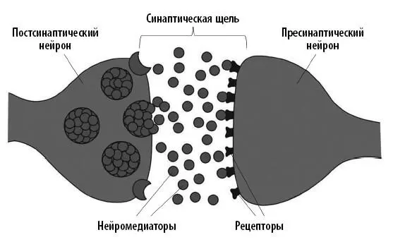 Связь между нейронами выстраивается следующим образом Первый нейрон - фото 7