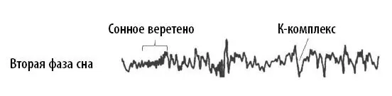 Вторая фаза это еще одна фаза неглубокого сна При наступлении третьей фазы - фото 14