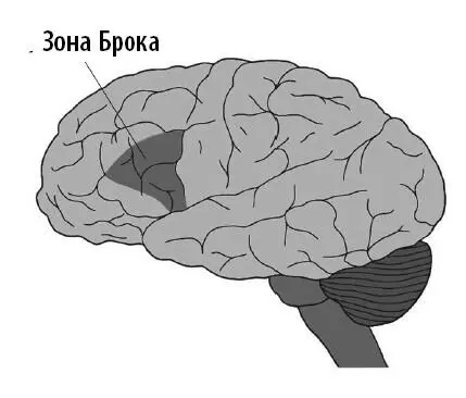 Брока был не просто хирургом а одним из самых влиятельных нейробиологов своего - фото 20