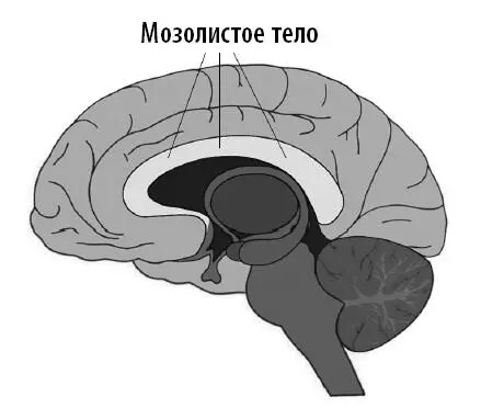 Зачем это делается Эпилептические припадки вызывает чрезмерная электрическая - фото 22