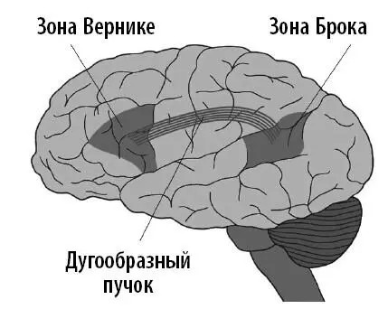 Зоны мозга участвующие в речепроизводстве по классической модели Итак - фото 23