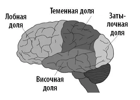 Это разделение было основано на чистой анатомии но затем оказалось что - фото 24