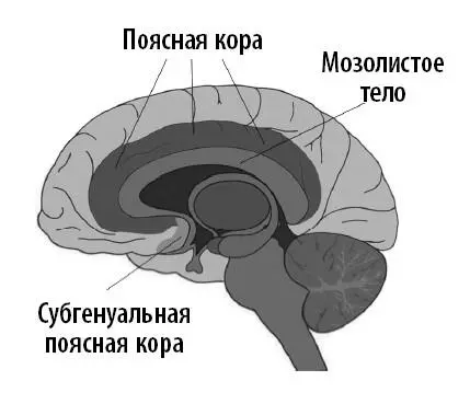 Тем не менее нельзя исключать возможность что субгенуальная поясная кора - фото 26
