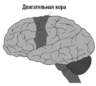 В конце XIX столетия немецкий нейрохирург Федор Краузе впервые вылечил - фото 28