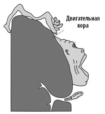 Двигательный гомункулус Пенфилда Двигательная кора это крупная серая зона - фото 29