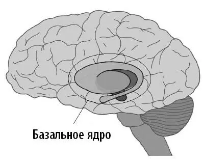 Задумайтесь что происходит за мгновения до того как вы потянетесь к напитку - фото 31