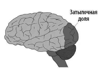Поскольку психическая слепота наблюдалась у собак с поврежденной корой мозга в - фото 38