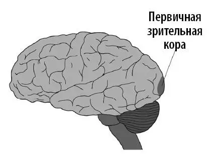 Таким образом работа Мунка показала что в затылочной доле находятся зоны без - фото 39
