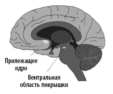 Все эти изыскания привели ученых к современному пониманию системы - фото 42