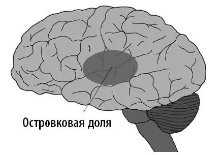 Примерное расположение островковой доли она не видна на поверхности мозга В - фото 45