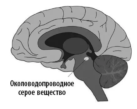 Реагирующие на опиоиды опиоидные рецепторы обычно сосредоточиваются в некоторых - фото 46