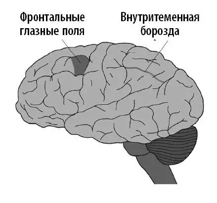 В обоих случаях вы неосознанно повернетесь в сторону звука Экзогенное внимание - фото 48
