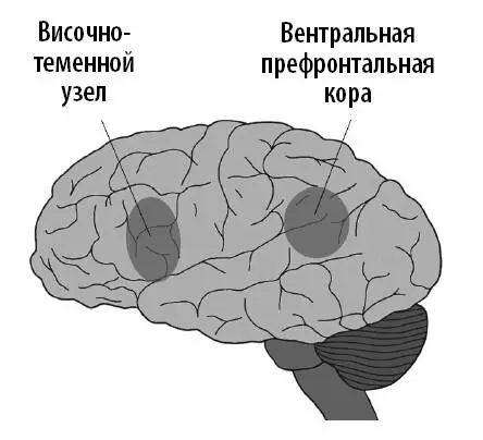 У фронтальных глазных полей и внутритеменной борозды есть помощники в их - фото 49