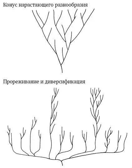 Ил 35 Конус нарастающего разнообразия Ошибочное но все еще общепринятое - фото 38