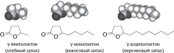 Рисунок 12Химические структуры и молекулярные модели трех γлактонов с разными - фото 12