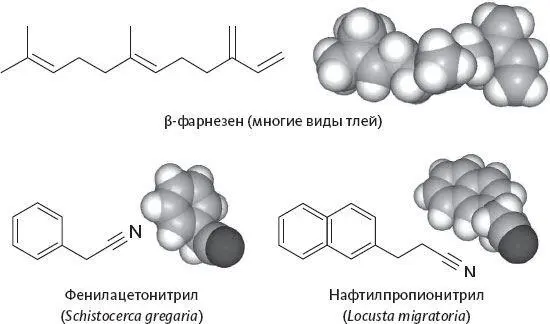 Рисунок 18Тли и саранча не социальные виды насекомых но это не мешает им - фото 18
