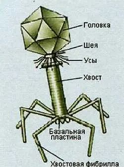 Строение бактериофага и болезнетворной клетки Взаимодействие бактериофага с - фото 6