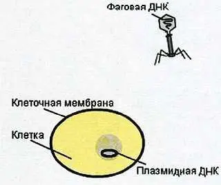 Взаимодействие бактериофага с болезнетворной клеткой И до сих пор основным - фото 7