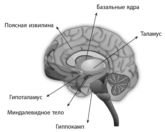 Рис 51Эмоциональная система мозга С точки зрения мозга не существует - фото 12