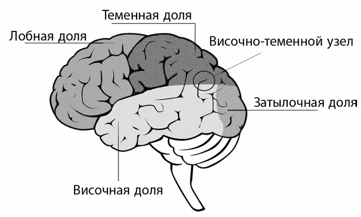 Рис 101Теория разума височнотеменной узел Когнитивная эмпатия это первый - фото 23