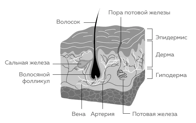 На поверхности кожи живут многочисленные но не опасные микробы речь идет о - фото 1