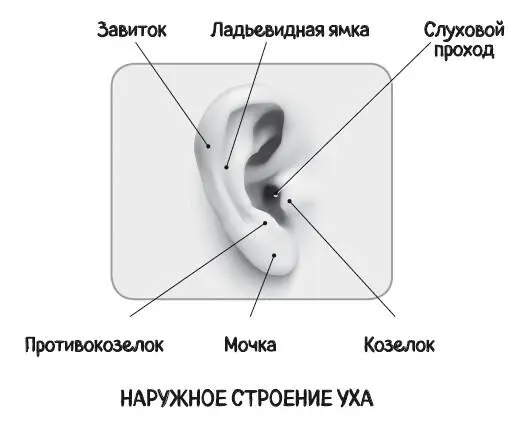 То что мы видим со стороны это ушная раковина и вход в наружный слуховой - фото 2